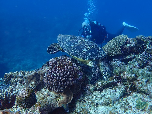 沖縄那覇・慶良間ダイビング　那覇シーマリン