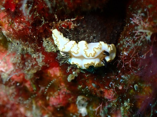 沖縄那覇・慶良間ダイビング　那覇シーマリン