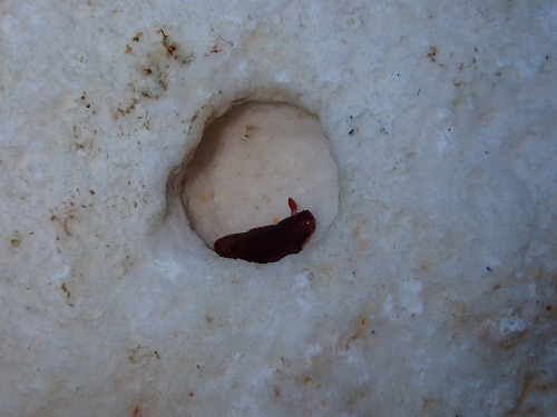 沖縄那覇・慶良間ダイビング　那覇シーマリン