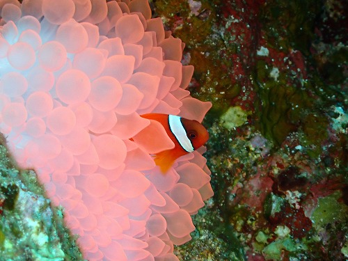 沖縄那覇・慶良間ダイビング　那覇シーマリン