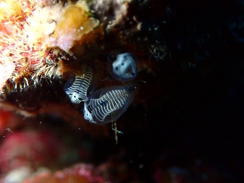 沖縄那覇・慶良間ダイビング　那覇シーマリン