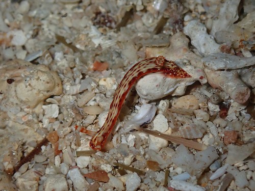 沖縄那覇・慶良間ダイビング　那覇シーマリン