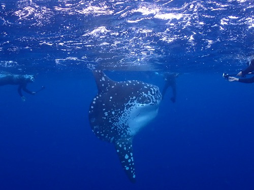 ＃ウシマンボー　沖縄