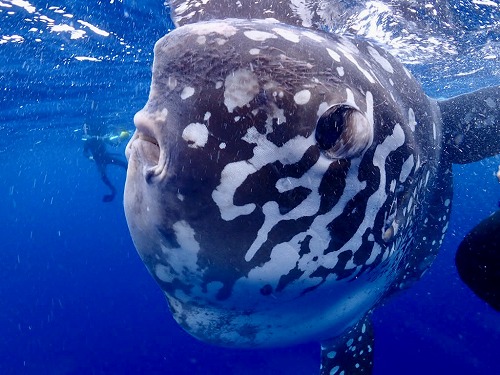 ＃ウシマンボー　沖縄