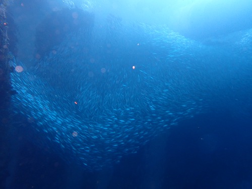 ＃沖縄ビーチダイビング