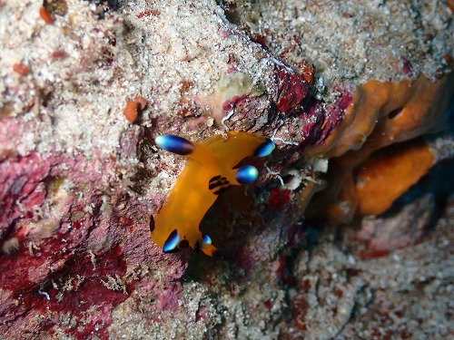 ＃ツノザヤウミウシ