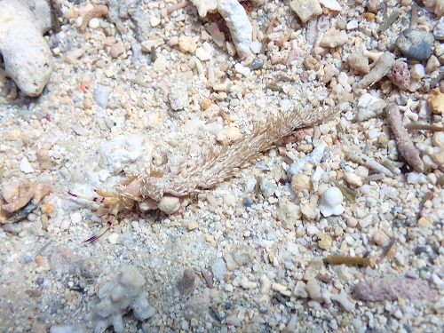 ＃ウミウシダイビング