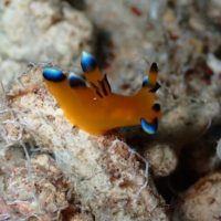 ＃ツノザヤウミウシ　沖縄