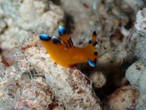 ＃ツノザヤウミウシ　沖縄