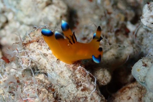 ＃ツノザヤウミウシ　沖縄