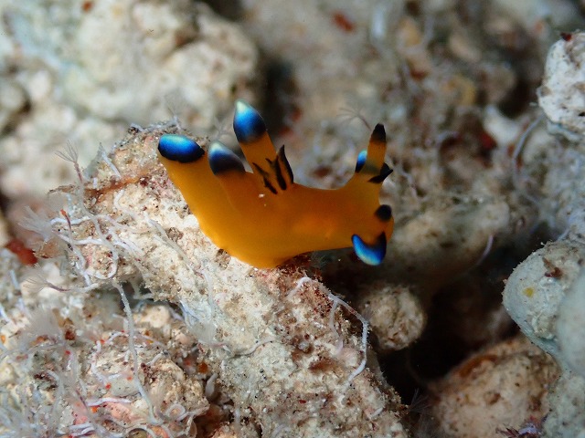 ＃ツノザヤウミウシ　沖縄