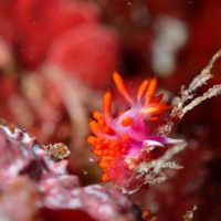 ＃ウミウシダイブ