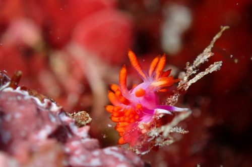 ＃ウミウシダイブ