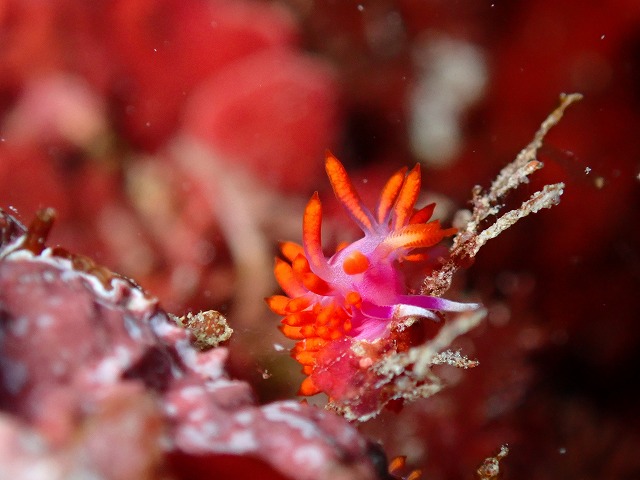 ＃ウミウシダイブ