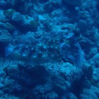 #コブシメ ケラマ