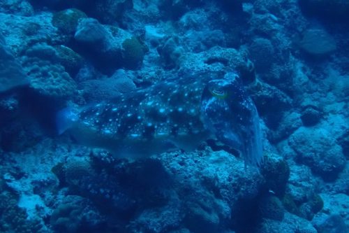 ＃コブシメ　ケラマ