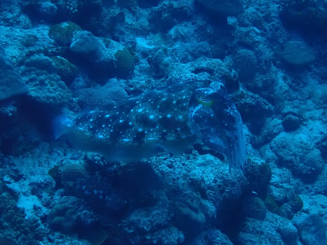 ＃コブシメ　ケラマ