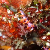 #ルーシュミノウミウシ