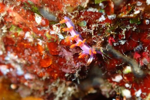 ＃ルーシュミノウミウシ