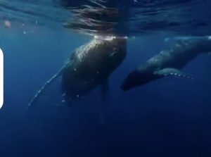 ＃ホエールスイム