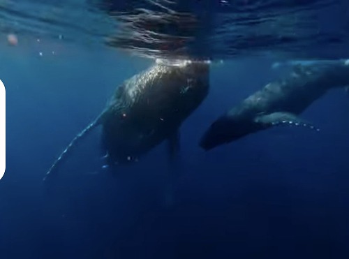 ＃ホエールスイム