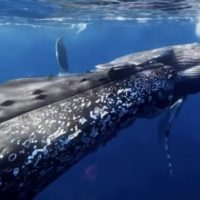 ＃ホエールスイム