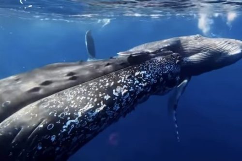 ＃ホエールスイム