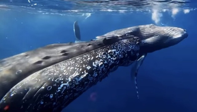 ＃ホエールスイム