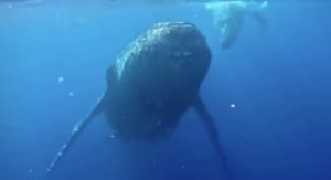 ＃ホエールスイム