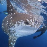 ＃マンボー　沖縄