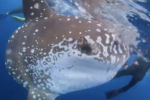 ＃マンボー　沖縄