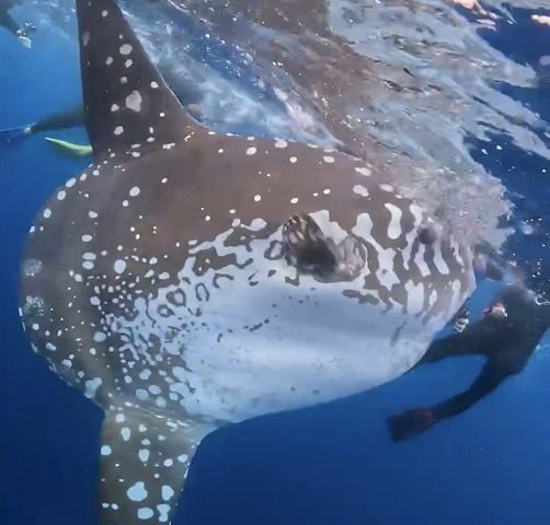 ＃マンボー　沖縄