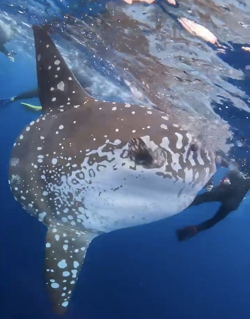 沖縄那覇・慶良間ダイビング　那覇シーマリン