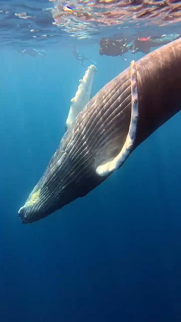 沖縄那覇・慶良間ダイビング　那覇シーマリン