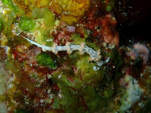 沖縄那覇・慶良間ダイビング　那覇シーマリン