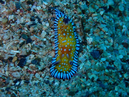 ＃ボブサンウミウシ