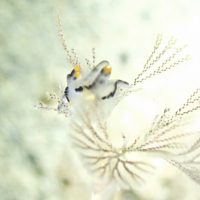 ＃ツノザヤウミウシ