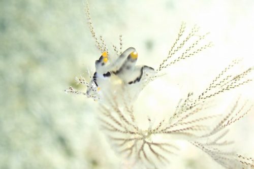 ＃ツノザヤウミウシ