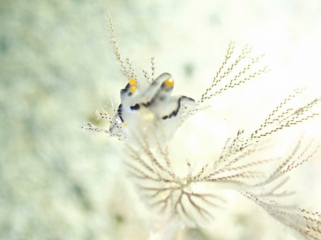 ＃ツノザヤウミウシ