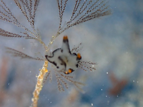 ＃ツノザヤウミウシ