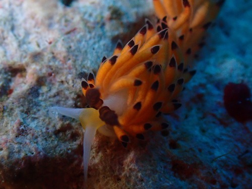 ツルガチゴミノウミウシ