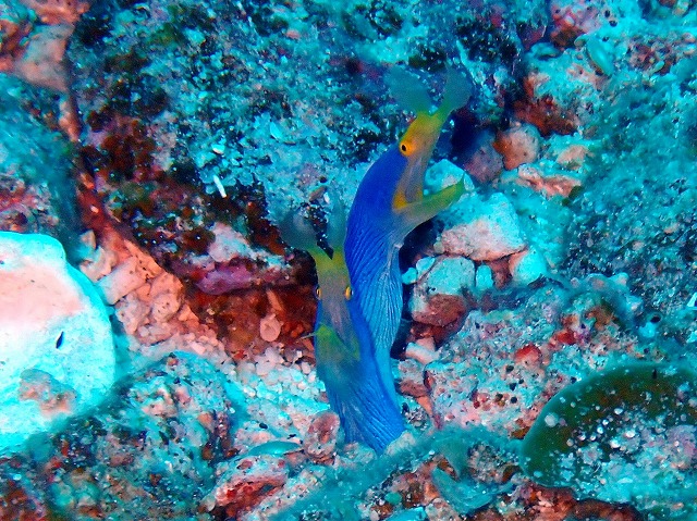 #ハナヒゲウツボ　ダブル
