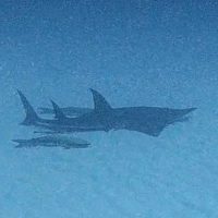 ＃トンガリサカタザメ