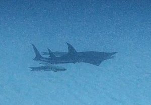 ＃トンガリサカタザメ